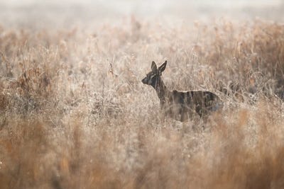 Roe Deer by Mateusz Piesiak canvas print