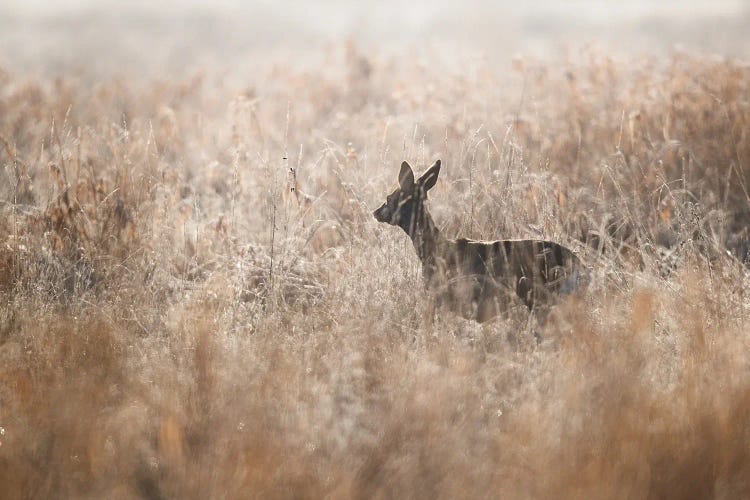 Roe Deer