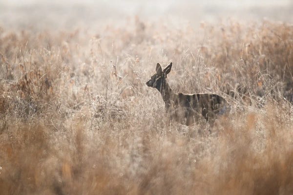 Mateusz Piesiak: Roe Deer by Mateusz Piesiak