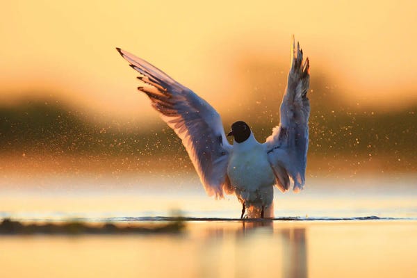 Mateusz Piesiak: Conductor by Mateusz Piesiak