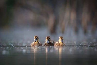 Trio by Mateusz Piesiak canvas print