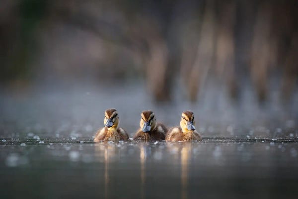 Mateusz Piesiak: Trio by Mateusz Piesiak