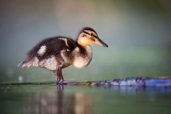 Mateusz Piesiak: Duckling II by Mateusz Piesiak