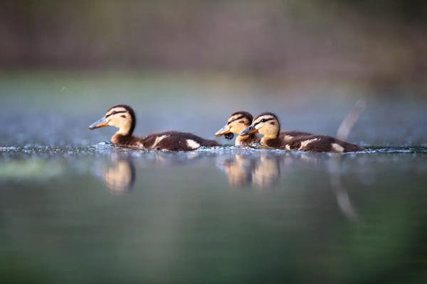 Mateusz Piesiak: Mallard Ducklings by Mateusz Piesiak