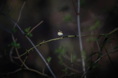 Glimmer by Mateusz Piesiak canvas print