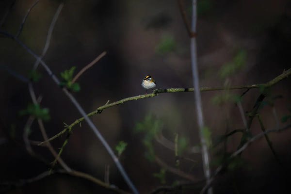 Mateusz Piesiak: Glimmer by Mateusz Piesiak