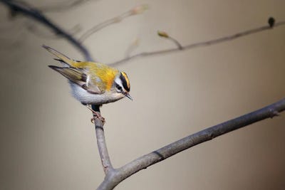 Firecrest by Mateusz Piesiak framed canvas print