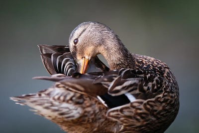 Madame by Mateusz Piesiak framed canvas print