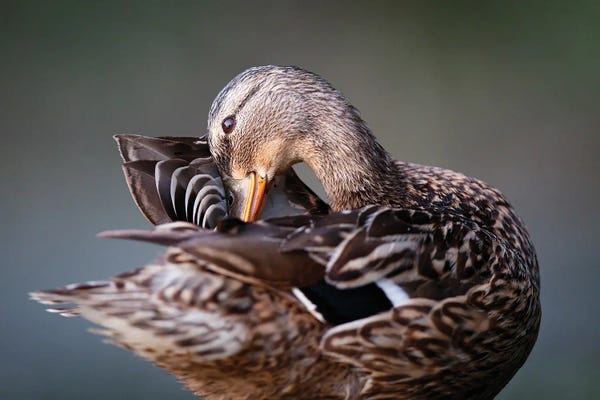 Mateusz Piesiak: Madame by Mateusz Piesiak