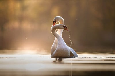 Affection by Mateusz Piesiak canvas print