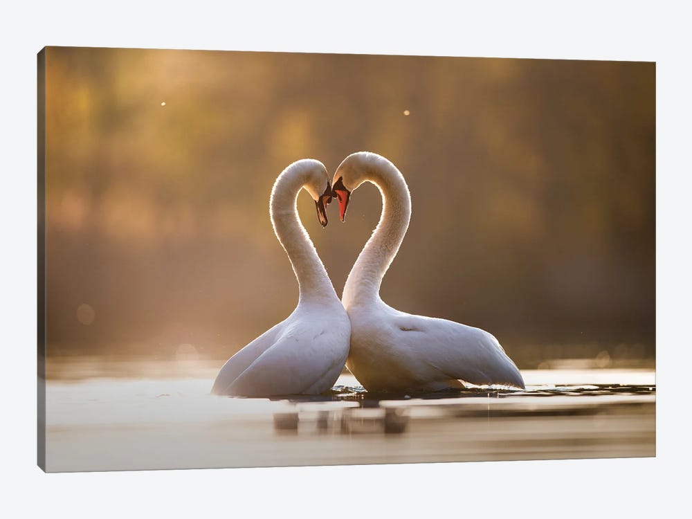 Love Is In The Air by Mateusz Piesiak 1-piece Canvas Wall Art