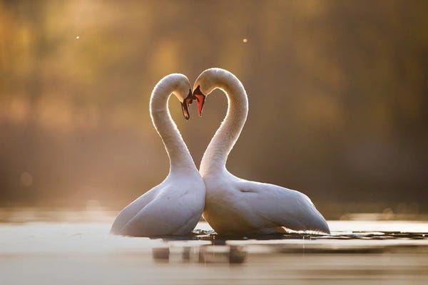 Mateusz Piesiak: Love Is In The Air by Mateusz Piesiak