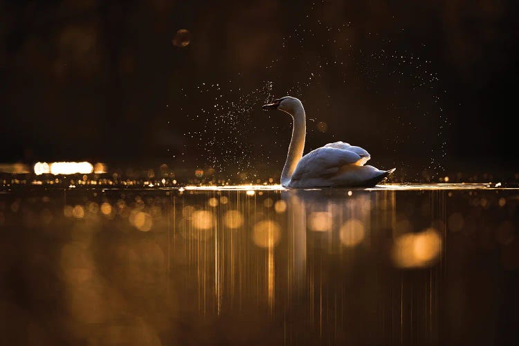 Sparkles by Mateusz Piesiak wall art