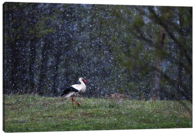 Stork In Snow Canvas Art Print - Stork Art