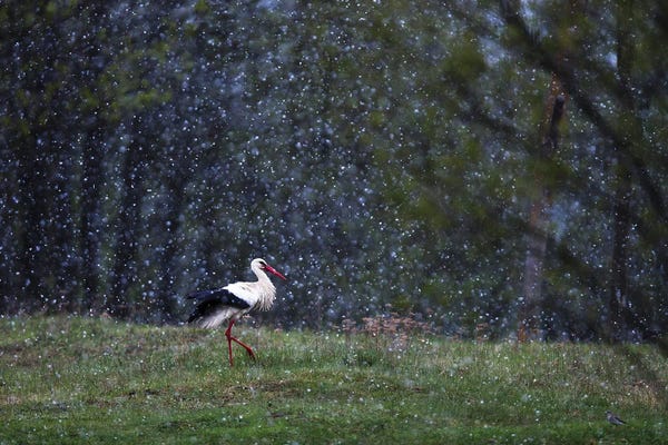 Mateusz Piesiak: Stork In Snow by Mateusz Piesiak