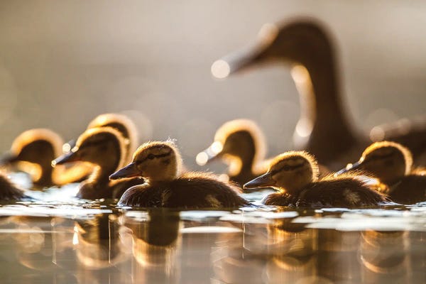 Mateusz Piesiak: Mallard Ducklings II by Mateusz Piesiak
