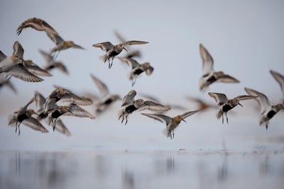 Shorebirds by Mateusz Piesiak framed canvas print