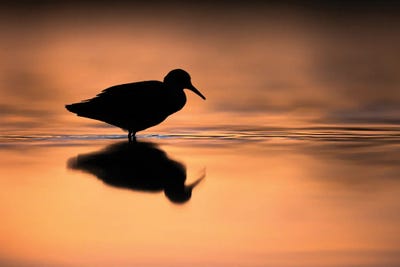 Silhouette by Mateusz Piesiak framed canvas print