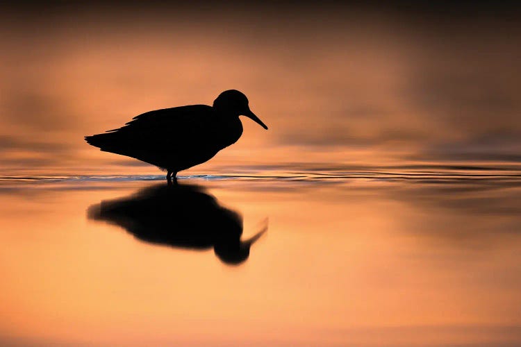 Silhouette