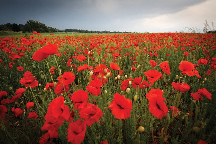 Poppies Field