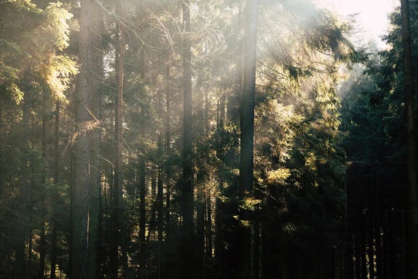 Mateusz Piesiak: Misty Forest I by Mateusz Piesiak