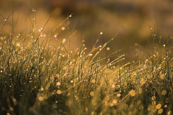 Grasses: Morning Dew I by Mateusz Piesiak