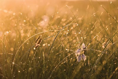 Morning Dew II by Mateusz Piesiak framed canvas print