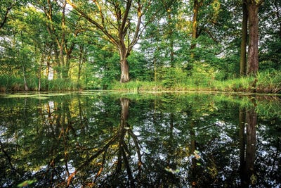 Fairy Tale Forest by Mateusz Piesiak canvas print