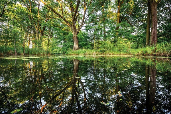 Mateusz Piesiak: Fairy Tale Forest by Mateusz Piesiak