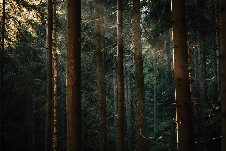 Misty Forest II by Mateusz Piesiak wall art