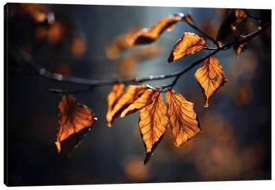 Autumn Leaves Canvas Art Print - Mateusz Piesiak