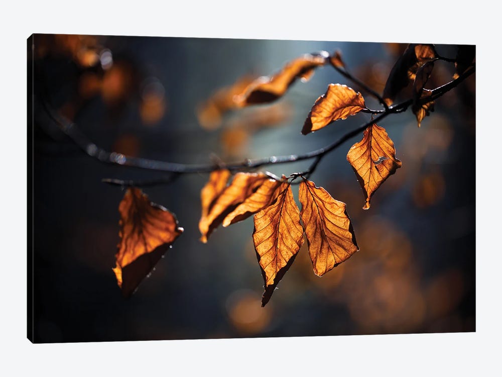 Autumn Leaves by Mateusz Piesiak 1-piece Canvas Art