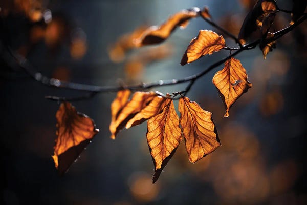 Mateusz Piesiak: Autumn Leaves by Mateusz Piesiak