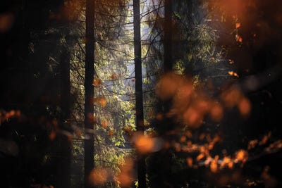 Misty Forest III by Mateusz Piesiak canvas print