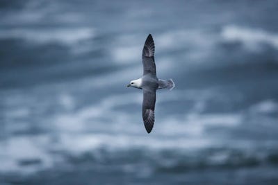 Above The Waves by Mateusz Piesiak canvas print