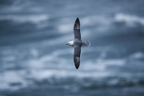 Mateusz Piesiak: Above The Waves by Mateusz Piesiak