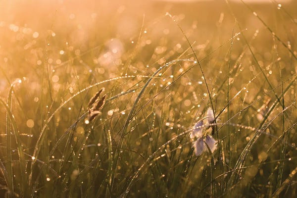Grasses: Morning Dew II by Mateusz Piesiak