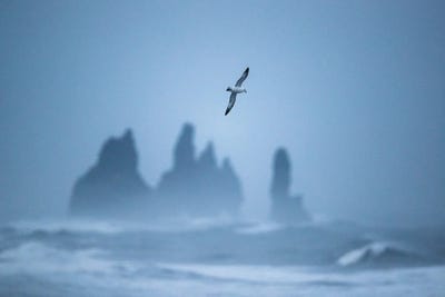 Free As A Bird by Mateusz Piesiak framed canvas print