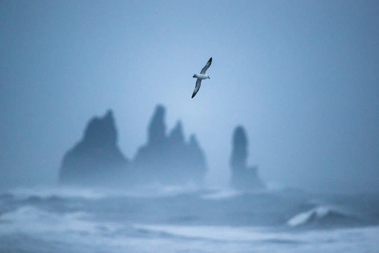 Free As A Bird