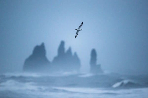 Mateusz Piesiak: Free As A Bird by Mateusz Piesiak