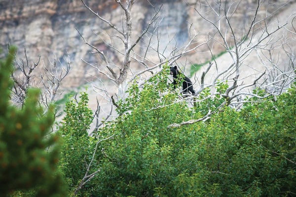 Black Bears: Observation Point by Mateusz Piesiak