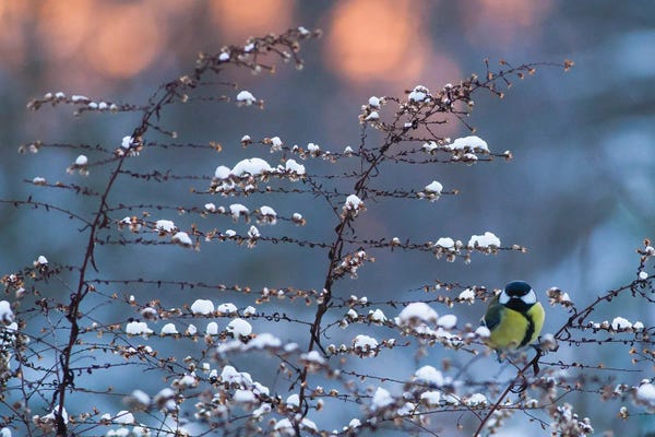 Mateusz Piesiak: Winter Time by Mateusz Piesiak