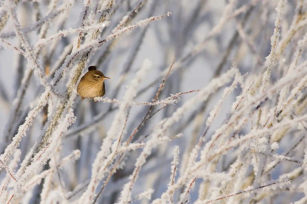 Mateusz Piesiak: Little Wren by Mateusz Piesiak