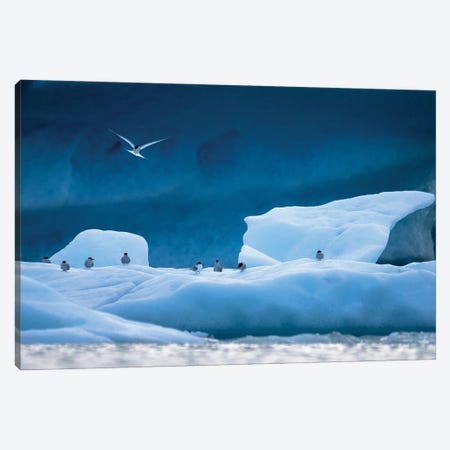 Arctic Terns Canvas Print #MTU67} by Mateusz Piesiak Canvas Art