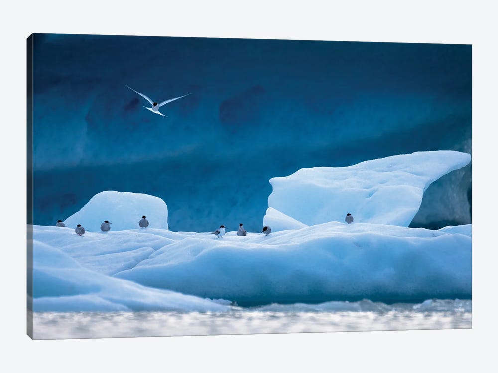 Arctic Terns by Mateusz Piesiak 1-piece Canvas Print