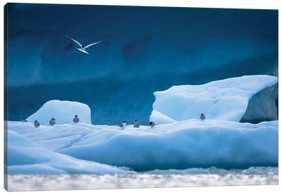 Arctic Terns Canvas Art Print - Glacier & Iceberg Art