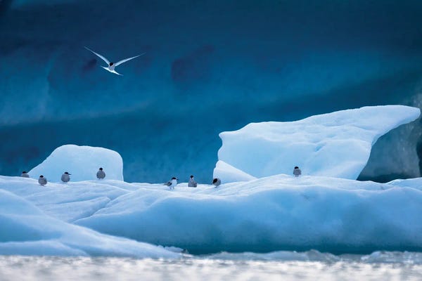 Antarctica: Arctic Terns by Mateusz Piesiak