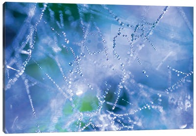 Spider Web Canvas Art Print - Spider Webs