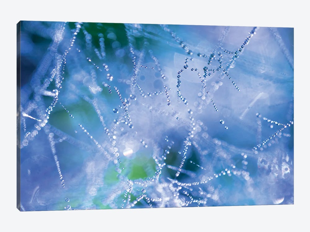 Spider Web by Mateusz Piesiak 1-piece Canvas Art