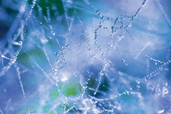 Mateusz Piesiak: Spider Web by Mateusz Piesiak